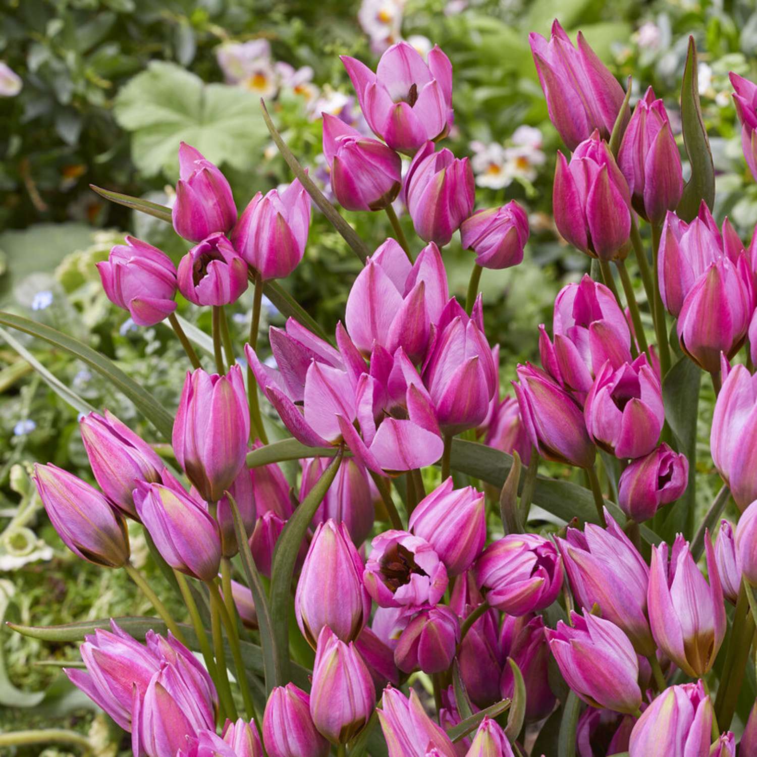 Botaaninen tulppaani 'Violetta'